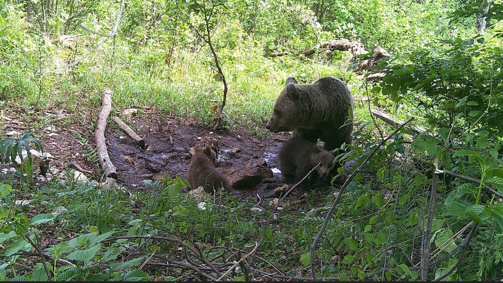 Picture 4 for Activity Bear Watching Slovenia with Ranger and Local Guide