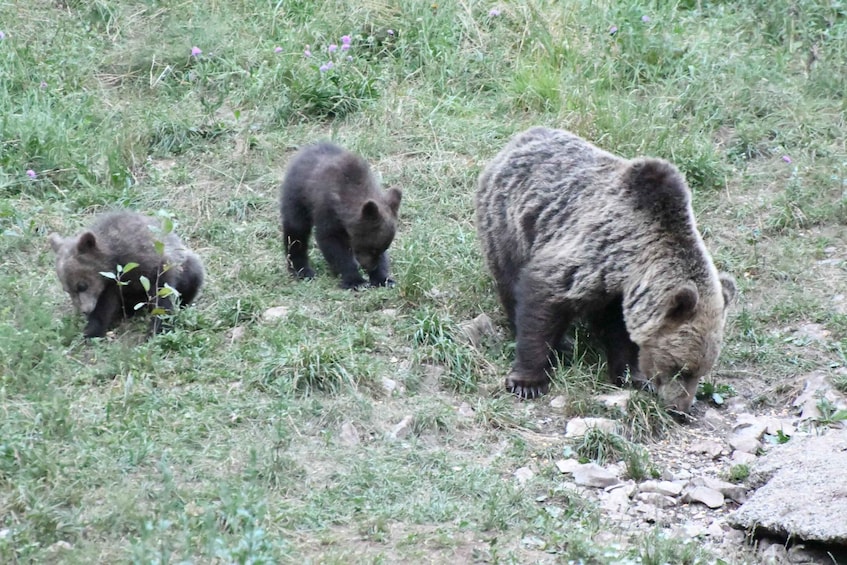 Picture 6 for Activity Bear Watching Slovenia with Ranger and Local Guide