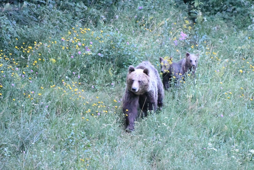 Picture 5 for Activity Bear Watching Slovenia with Ranger and Local Guide