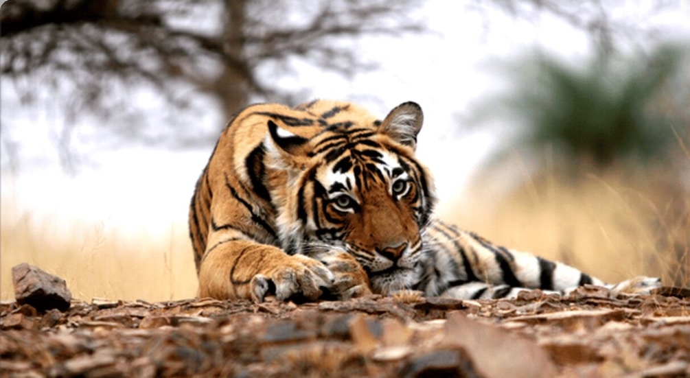 Picture 1 for Activity From Jaipur:Ultimate Jaipur to Ranthambore Jeep Safari Tour