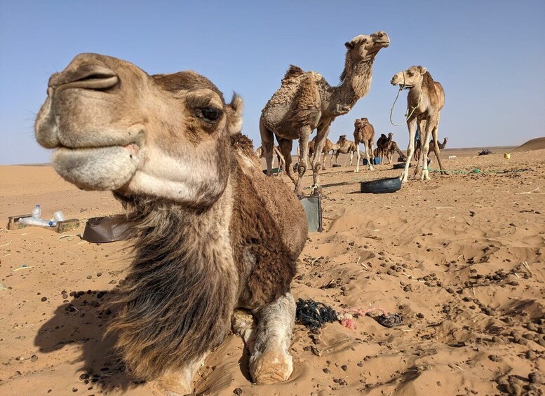 Picture 1 for Activity Best 2-day group or private tour to Merzouga desert form Fes