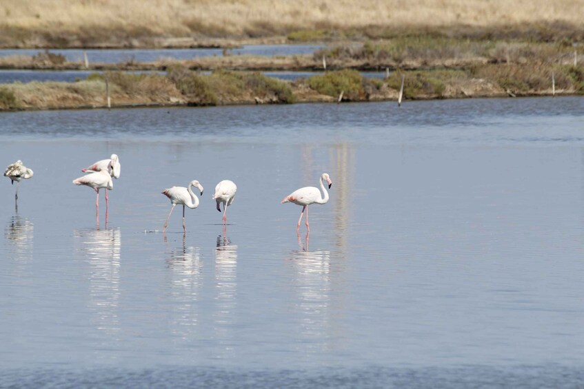 Picture 10 for Activity From Trapani: Salt Road Tour With Winery Visit and Boat Trip