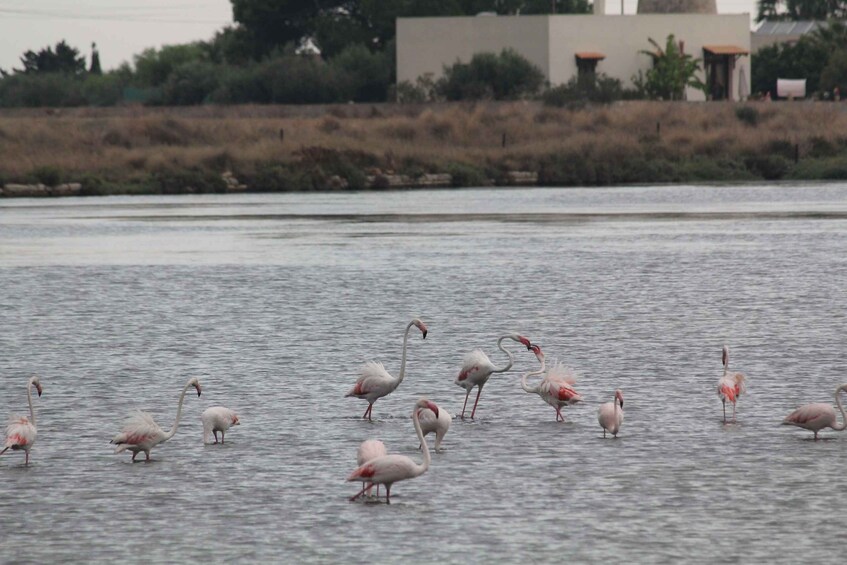 Picture 6 for Activity From Trapani: Salt Road Tour With Winery Visit and Boat Trip