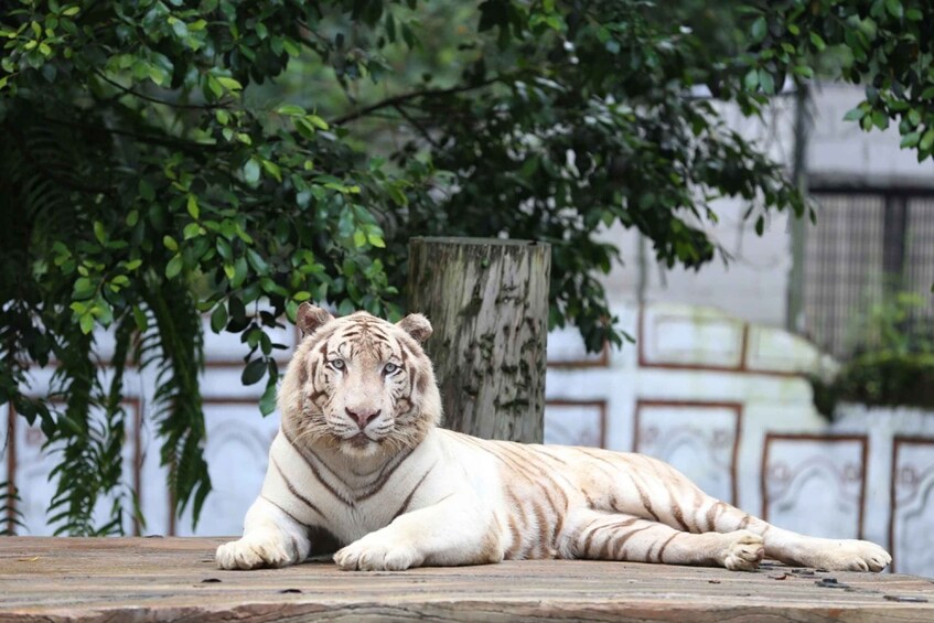 Picture 5 for Activity From Jakarta: Safari Park, Tea Plantation & Jaksa Waterfall