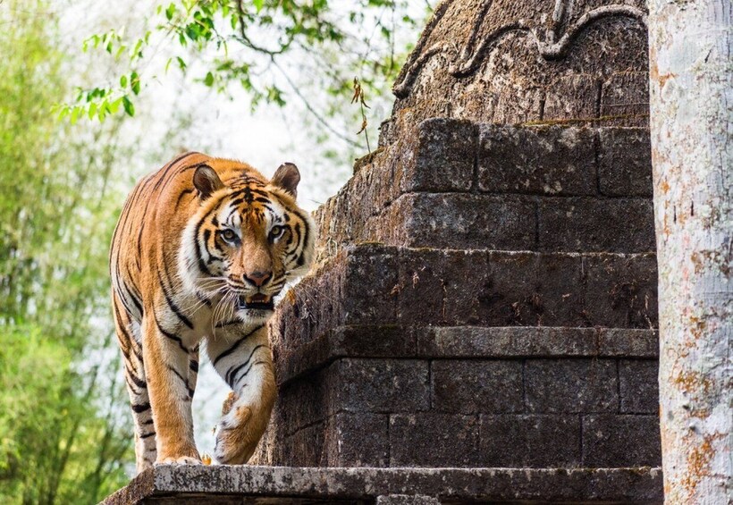 Picture 1 for Activity From Jakarta: Safari Park, Tea Plantation & Jaksa Waterfall