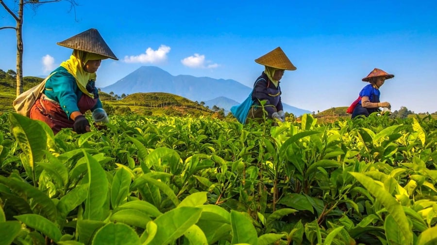 From Jakarta: Safari Park, Tea Plantation & Jaksa Waterfall