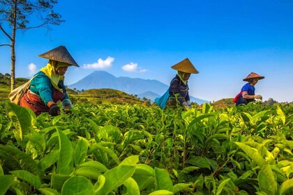 Dari Jakarta: Taman Safari, Perkebunan Teh & Air Terjun Jaksa