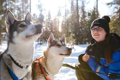 Rovaniemi: Daytime Husky Safari