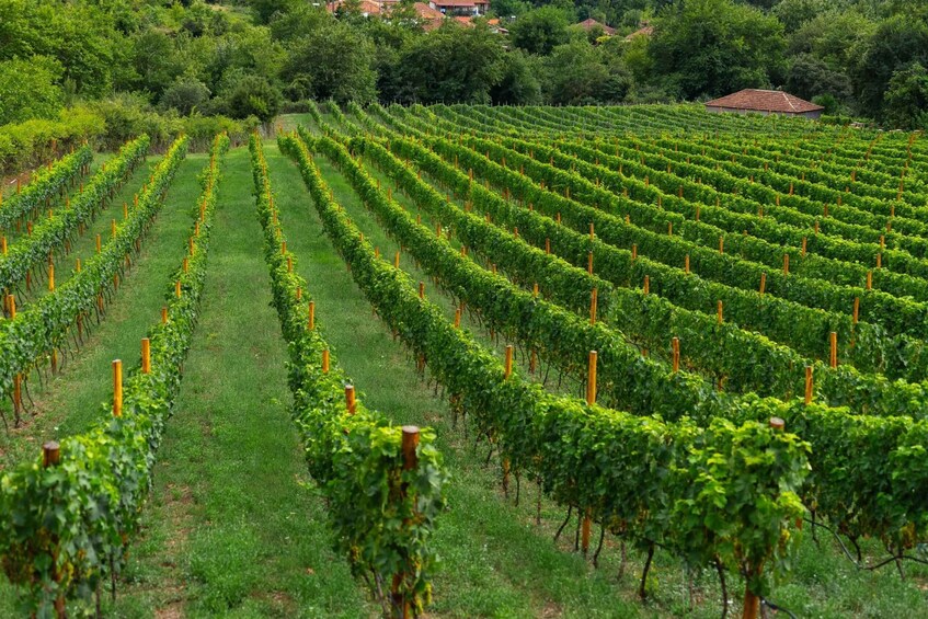 Picture 9 for Activity Taste the local products and culinary treasures of Corfu.