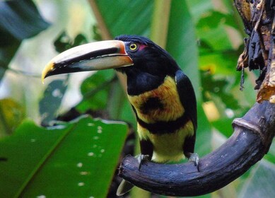 Quito: Mindo Cloud Forest and Bird Watching Tour