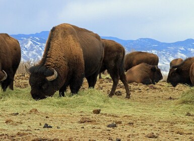 Denver: Menikmati Wisata Gunung dengan Pemandangan Matahari Terbenam