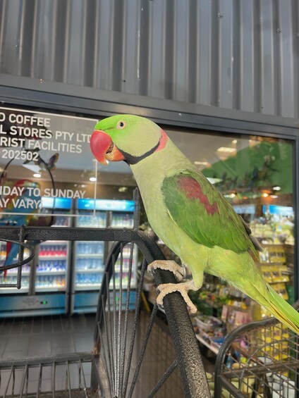 Picture 16 for Activity Airlie Beach: Hopper Sightseeing Bus with Lunch