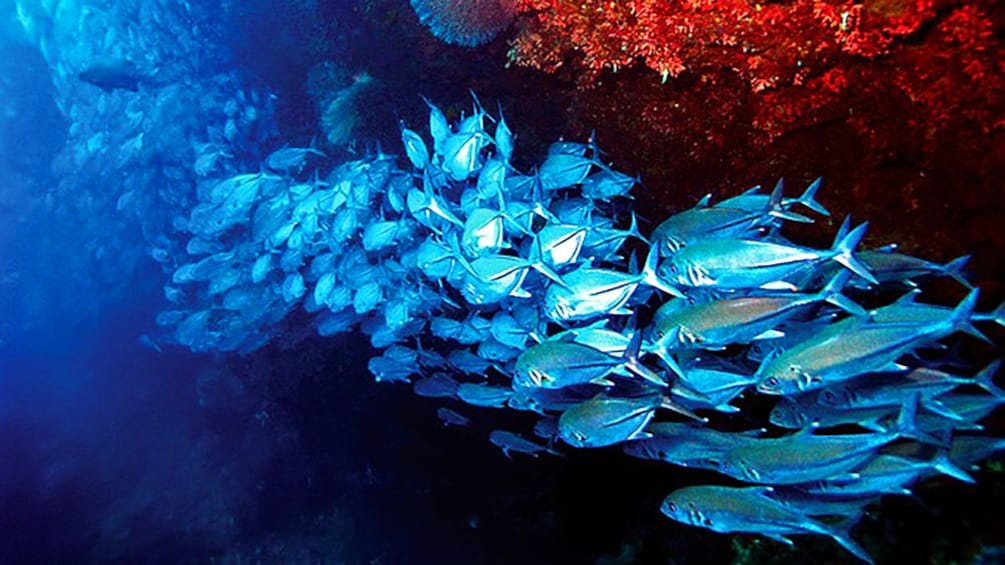 School of fish under a reef