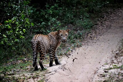 Sri Lanka: tour de safari por el parque nacional de Yala