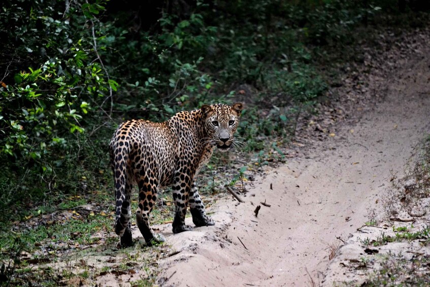 Sri Lanka: Yala National Park Safari Tour