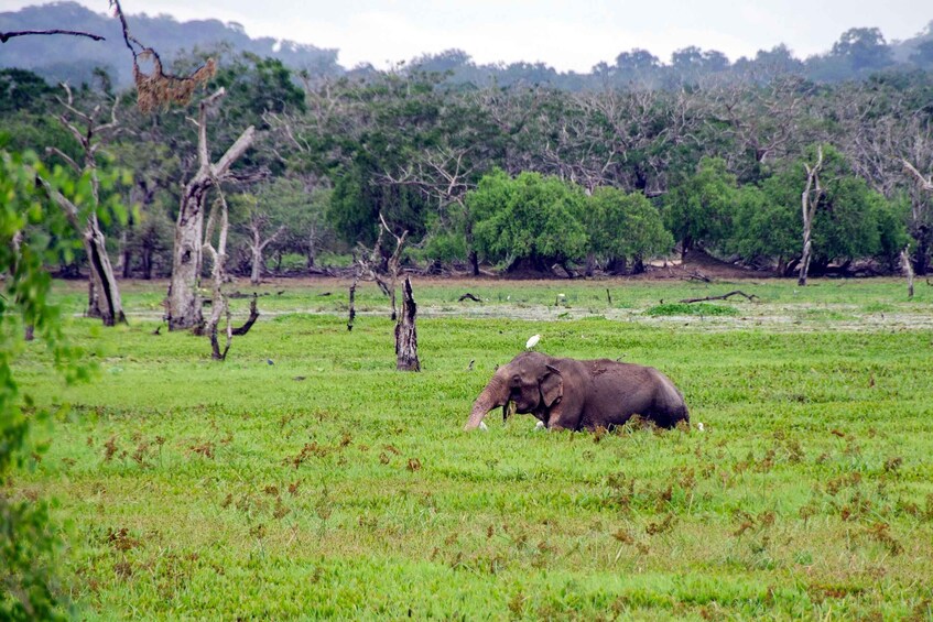 Picture 9 for Activity Sri Lanka: Yala National Park Safari Tour