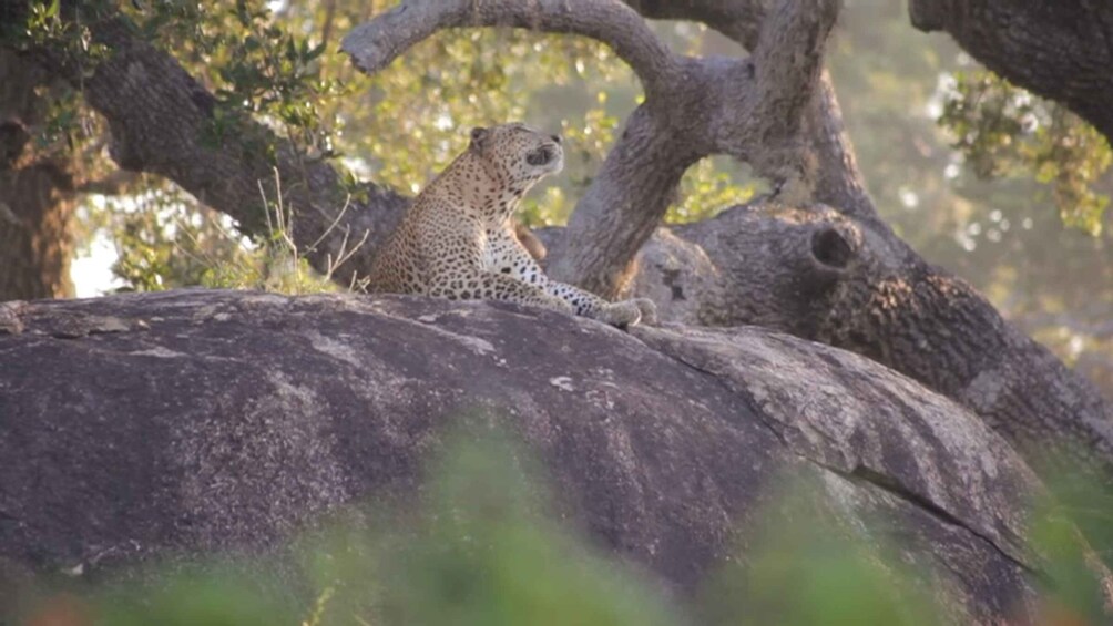 Picture 12 for Activity Sri Lanka: Yala National Park Safari Tour