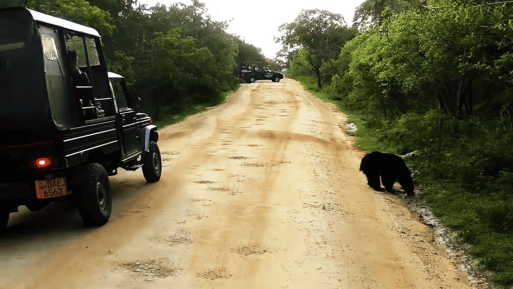 Picture 10 for Activity Sri Lanka: Yala National Park Safari Tour