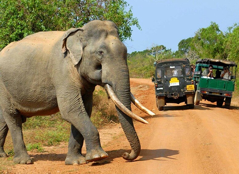 Picture 1 for Activity Sri Lanka: Yala National Park Safari Tour