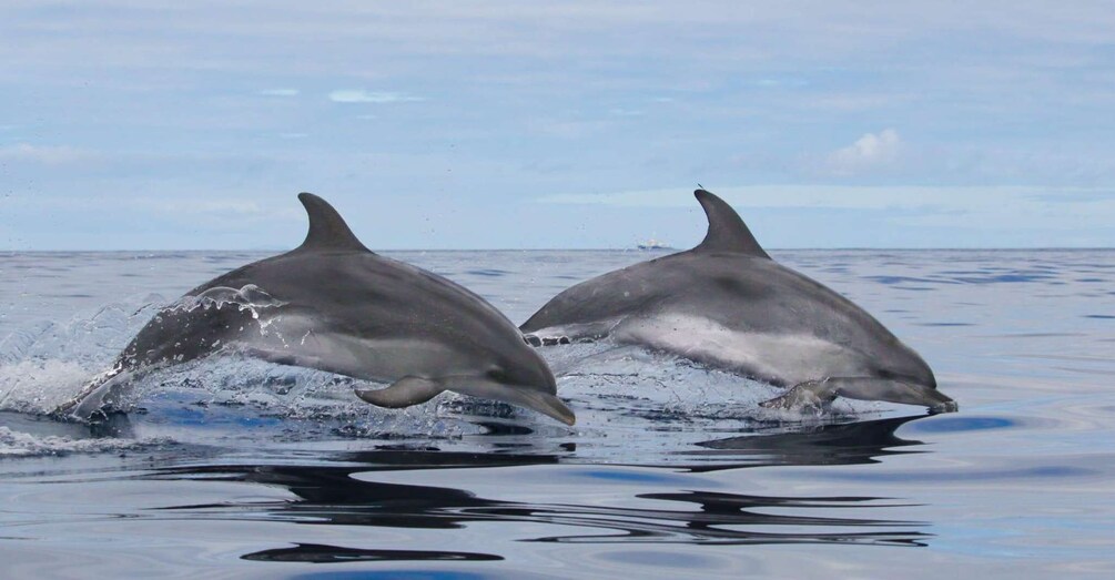 Picture 4 for Activity Terceira Island : Whale and Dolphin Watching boat excursion