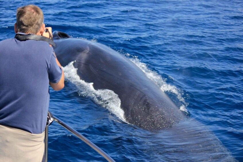 Picture 3 for Activity Terceira Island : Whale and Dolphin Watching boat excursion