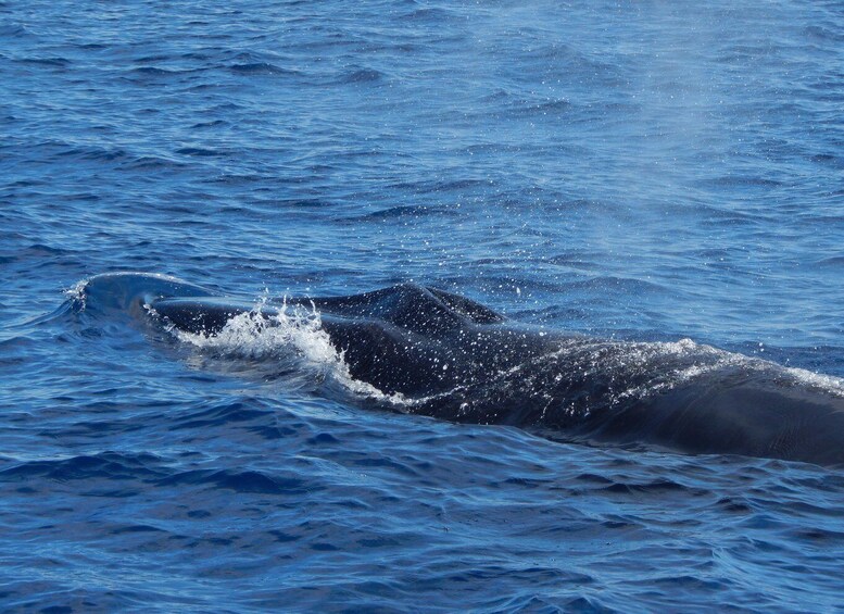 Picture 5 for Activity Terceira Island : Whale and Dolphin Watching boat excursion