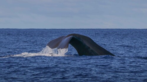 Île Terceira : Excursion en bateau d’observation des baleines et des dauphi...