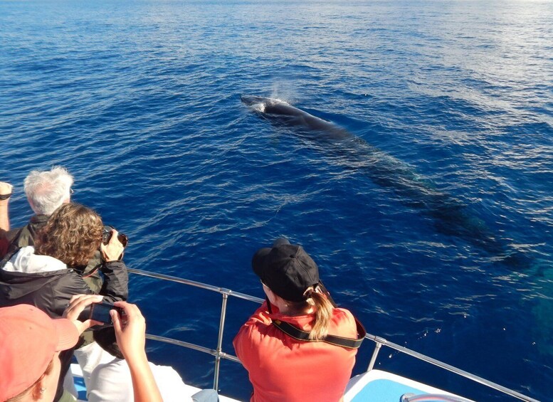 Picture 6 for Activity Terceira Island : Whale and Dolphin Watching boat excursion