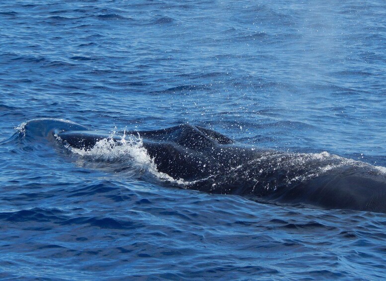 Picture 5 for Activity Terceira Island : Whale and Dolphin Watching boat excursion