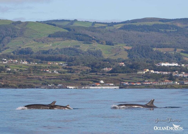 Picture 1 for Activity Terceira Island : Whale and Dolphin Watching boat excursion