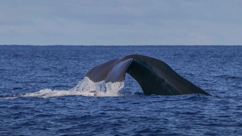 Isla Terceira: excursión en barco para observar ballenas y delfines