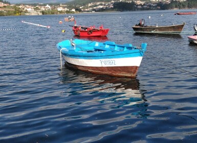 From Santiago de Compostela: Rias Baixas Tour