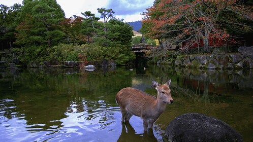 Desde Osaka: tour privado personalizado de 10 horas a Nara