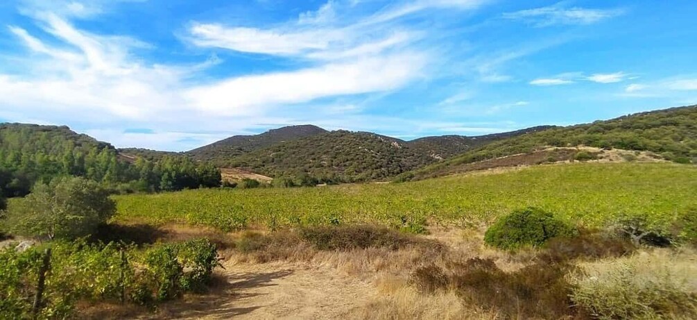 Picture 2 for Activity Walk through our vineyard and aperitif