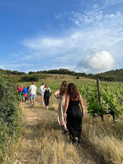 Picture 1 for Activity Walk through our vineyard and aperitif