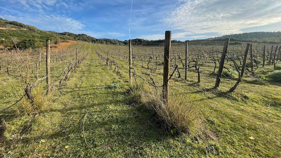 Walk through our vineyard and aperitif
