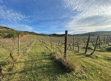 Walk through our vineyard and aperitif