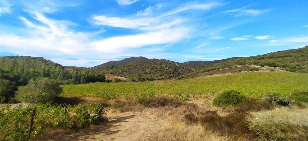 Picture 2 for Activity Walk through our vineyard and aperitif