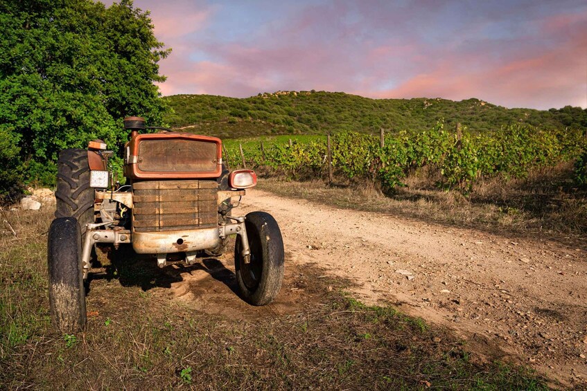 Picture 3 for Activity Walk through our vineyard and aperitif