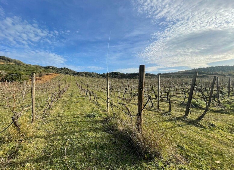 Walk through our vineyard and aperitif