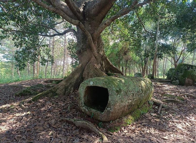 Picture 1 for Activity Plain of jars private tour