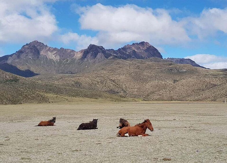 Picture 1 for Activity Horseback Riding in Cotopaxi all included