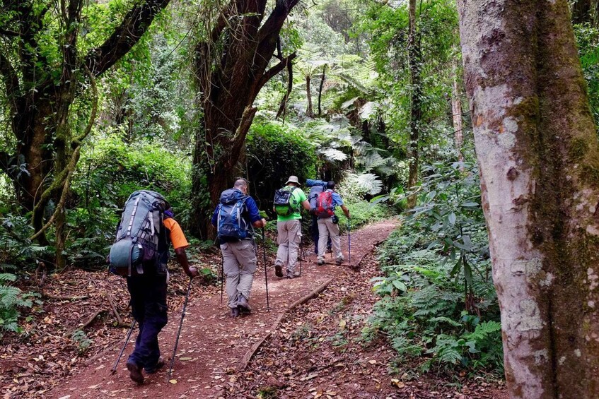 Picture 2 for Activity Mount Kilimanjaro one day hike to base camp for small group