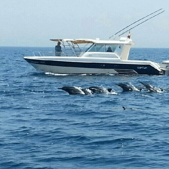 Picture 3 for Activity Muscat: Dolphin Watching and Snorkeling Trip