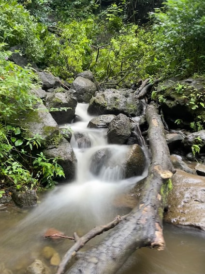 Picture 12 for Activity Hidden Hawaii Waterfall Hike & Beach Tour (pickup + photos!)