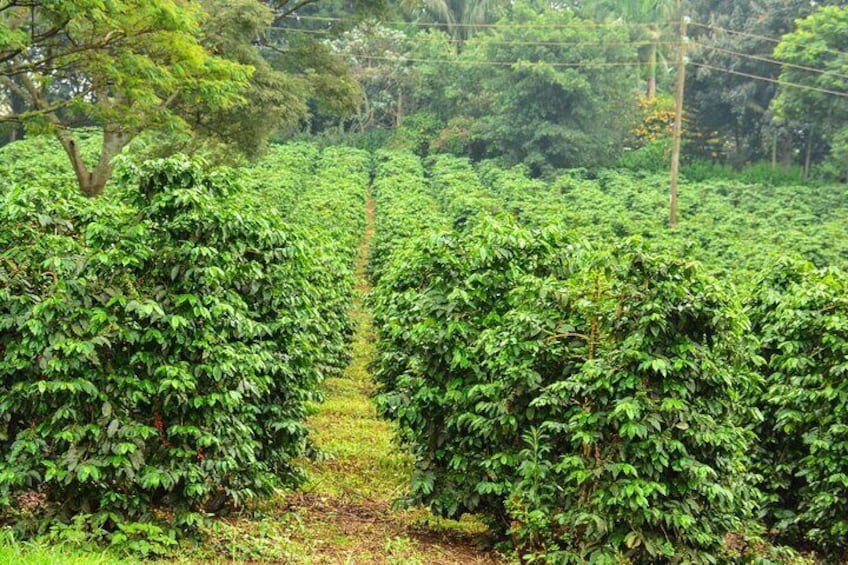 Beautiful coffee plantation