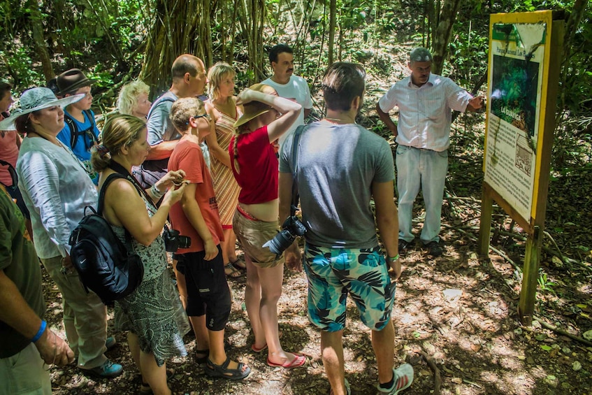 Picture 40 for Activity 3in1: Los Haitises N P + Yanigua Waterfall + Montaña Redonda