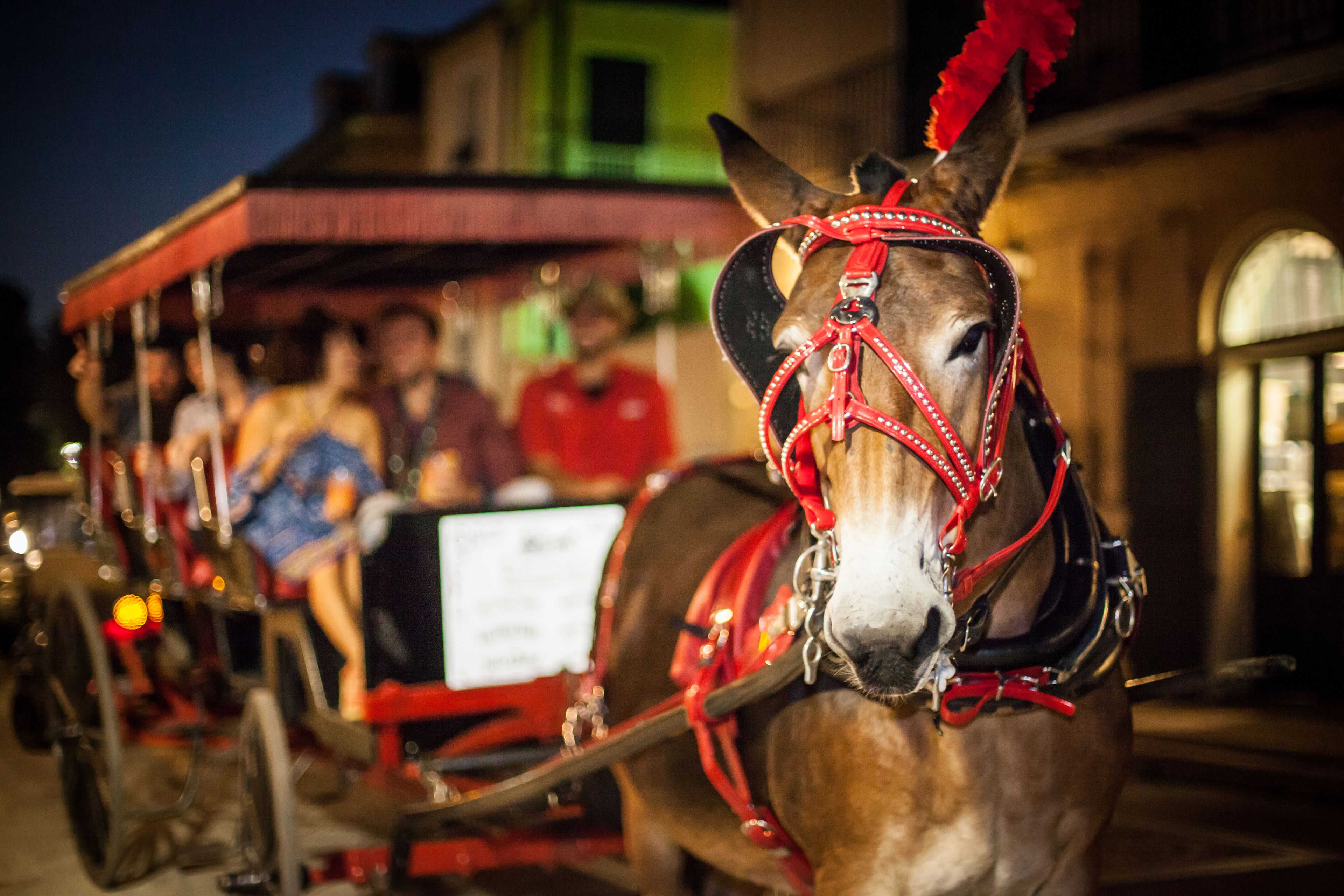 carriage rides in highland park texas