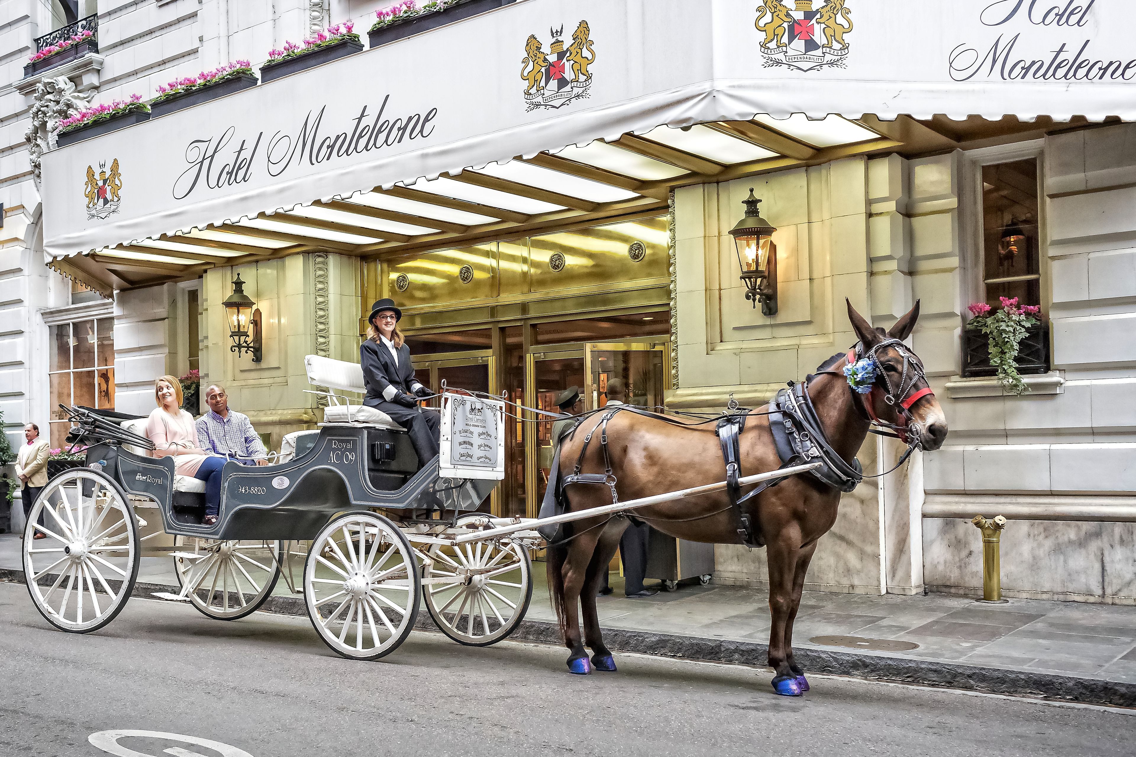 horse carriage ride new orleans