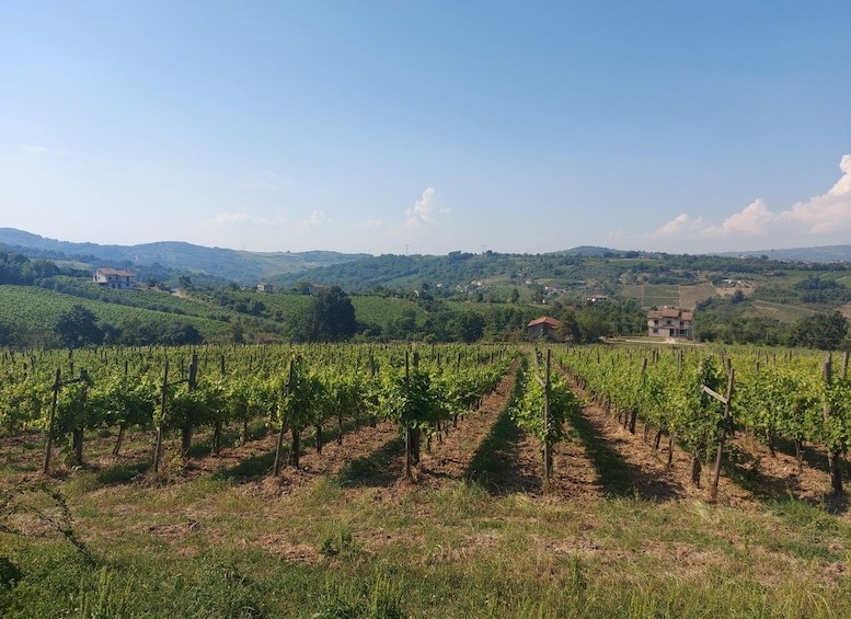 From Salerno: Irpinia Wine Tour Half-Day Trip